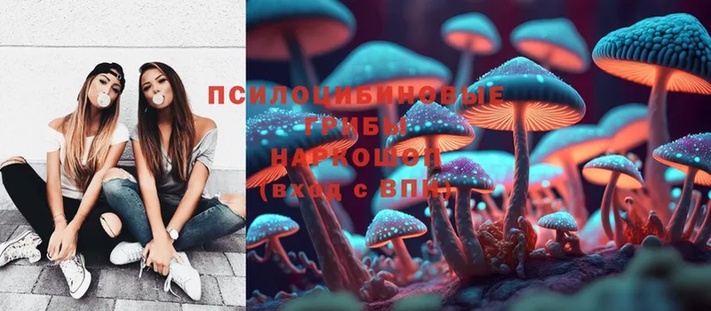 где можно купить наркотик  blacksprut ссылка  Псилоцибиновые грибы Psilocybe  Княгинино 